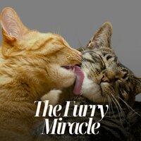 Beryl Backdrops - Calming Cat Music