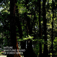 Frozen Rain Sound - Nature Therapy & Natures DNA & Nature Sounds Nature Music