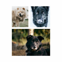 Doggy Meal Time - Memories - Dog Music Experience