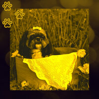 Wicked Bossa Nova - Vibe for Calming Puppies - Dogs at Home