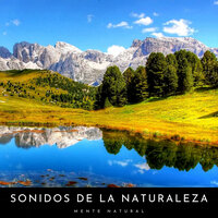 La Montaña Del Bosque Distante - Sonido Del Bosque y Naturaleza & Pájaros del Bosque & #Relajante