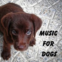 Father Time - Music for Dogs & Music for Dogs Peace & Relaxing Puppy Music & Calm Pets Music Academy