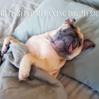 Calm Dog Music - Dog Music & Dog Therapy Zone & Dog & Calm