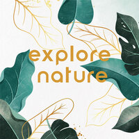 Afternoon Nature - The Calming Sounds of Nature