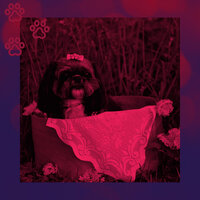 Swanky Ambiance for Doggy Naptime - Dog Music Playlist