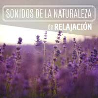 Isla Perdida - Tranquilidad Eterna