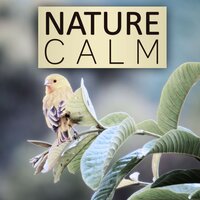 Serenity Spa (Piano Music) - Natural Sounds Music Academy
