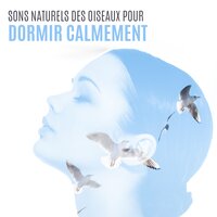 Ailes - Aide au Sommeil Académie