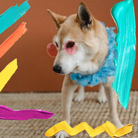Background for Doggy Rest - Dog Sleeping Soundtracks Deluxe