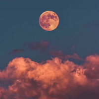 Chamomile - Echoes_