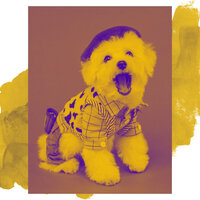 Background for Dog Training - Dog Music Radio