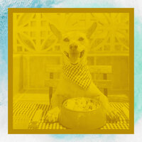 Sublime Backdrops for Resting Pups - Dog Chill Out Music