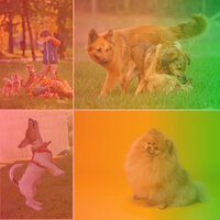 Background for Afternoon Dog Walks - Relax My Puppy
