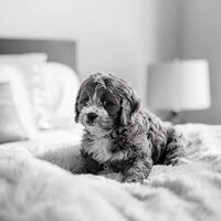Number One (Dog Anxiety) - Flawless Dog Calming Music