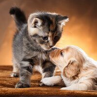 Descanso En Paz Para La Calma De Las Mascotas - Secreto Ser Feliz Academy & Serenidad para animales & Criaturas soñadoras