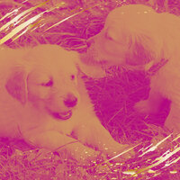Smoky Moods for Relaxing Your Dog - Relax My Dog Music
