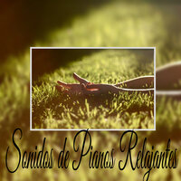 Relajación Mental Música Ambiental - Sonidos Relajantes