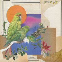 solitária - Psalm Trees