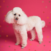 Laid-back Music for Dog Therapy - Calm Dog Music