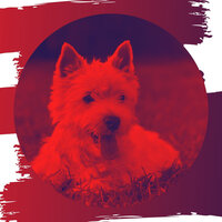 Subdued Bossa - Vibe for Doggy Wellness - Dog Chill Out Music