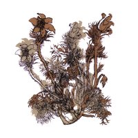 Chiendent - Cheval De Frise