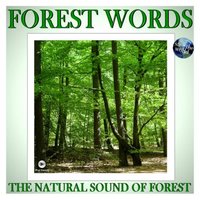 Forest Sound - Forest Words