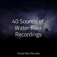 River Birds - Nature Noise & Mindfulness Mediation World & Sound Sleeping