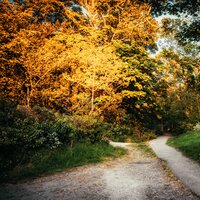 Forest Frolicking - Deep Sleep Music Experience & Massage Therapy Music & Musica Relajante Para Dormir
