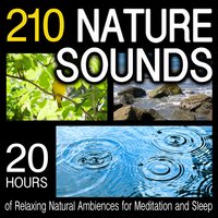 Herring Gulls Hovering Overhead - Pro Sound Effects Library