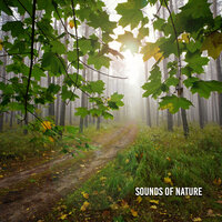 Nature Streams - Nature Sounds Nature Music