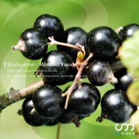Blackcurrant - Masanori Yasuda