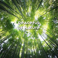 Afternoon in the Forest - Universe of Nature Orchestra