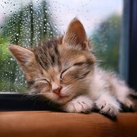 Melodías Para Dormir Del Rayo De Sol - Sonidos de ducha & Musicoterapia para gatos & Gato Dormido y Relajado