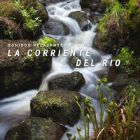 Corriente En La Lluvia - Sonidos De Agua & Música para Leer & La Naturaleza Del Sueño
