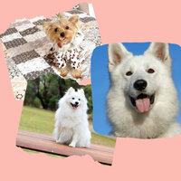 Music - Inspiring - Dog Separation Anxiety Music