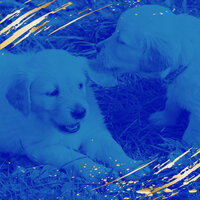 Beautiful Music for Doggy Naptime - Dog Music