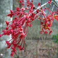 Aceraceae - Alex Oskin & Extasyman & Greenage