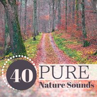 Beauty and Calm - Peter Pure