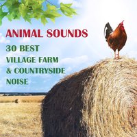 Grey Donkey: Sounds Effect - Nature Music Pregnancy Academy