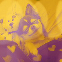 Background for Serene Puppies - Doggy Music Radio