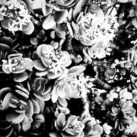C1 - Rose