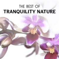 Zen Energy (White Rainforest Sensations) - Harmony Nature Sounds Academy