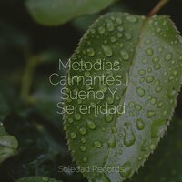 Conexión Zen - Sonidos de la Naturaleza para Dormir & Dormir e Meditar & Massage Music