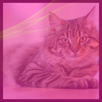 Opulent Moods for Comfy Cats - Relaxing Music for Cats