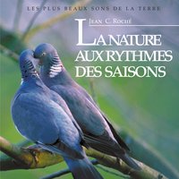 Goeland argenté, toute l'année - Jean C. Roché