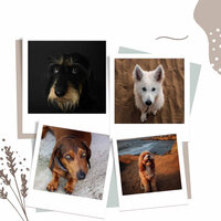Background for Sleeping Dog - Relax My Dog Music
