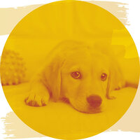 Breathtaking Ambience for Resting Pups - Calm Music for Dogs