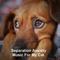 Put Cat To Sleep Music - Music for dog's joys & Music For Cats & Purring cats & Музыка для кошек