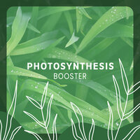 Natural Environment - Music to Relax in Free Time & Absolutely Relaxing Oasis