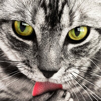 Love & Life - Music for Pets Library & Pet Care Music Therapy & Jazz Music Therapy for Cats